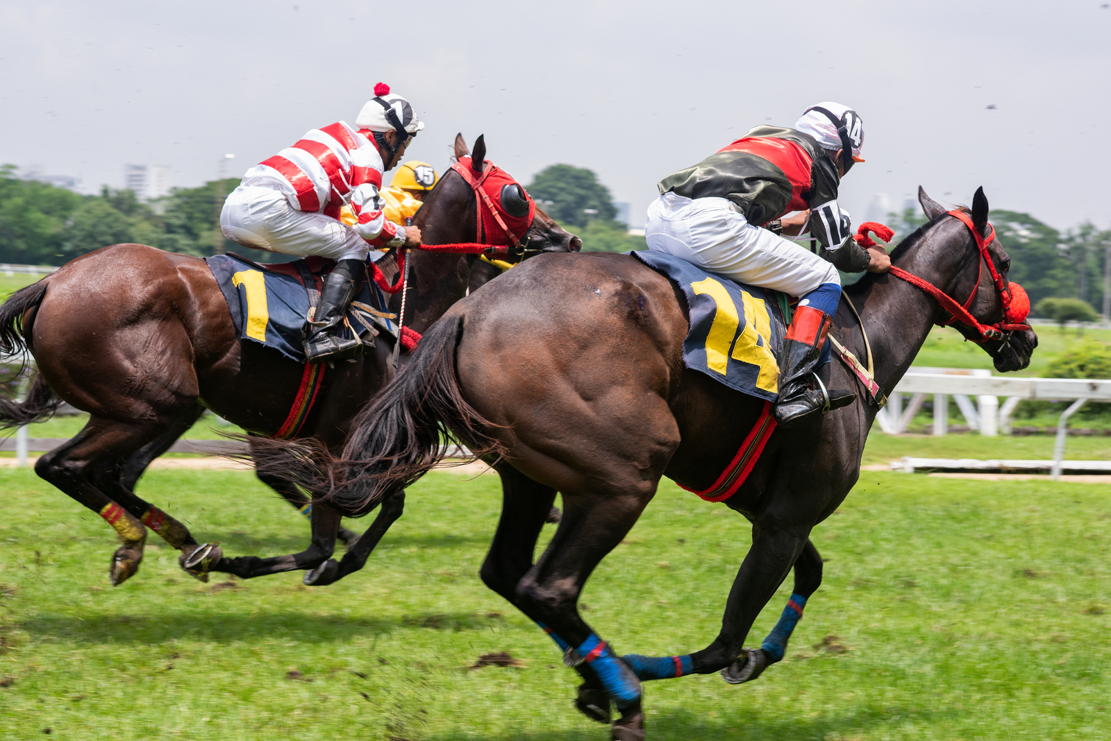 6-Year-Old Horse Dies at Belmont Park After Race Injury